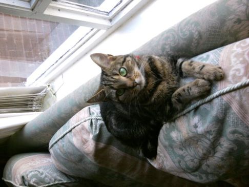 Picture of a cat / kitten / feline