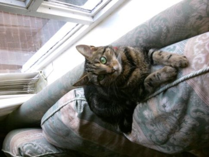 Picture of a cat / kitten / feline