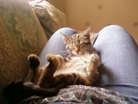 Picture of a cat / kitten / feline