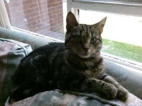 Picture of a cat / kitten / feline