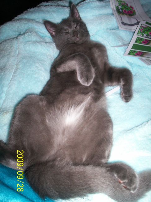 Picture of a cat / kitten / feline