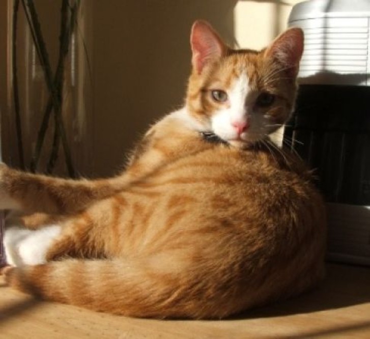 Picture of a cat / kitten / feline