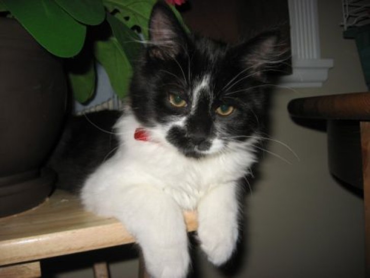 Picture of a cat / kitten / feline