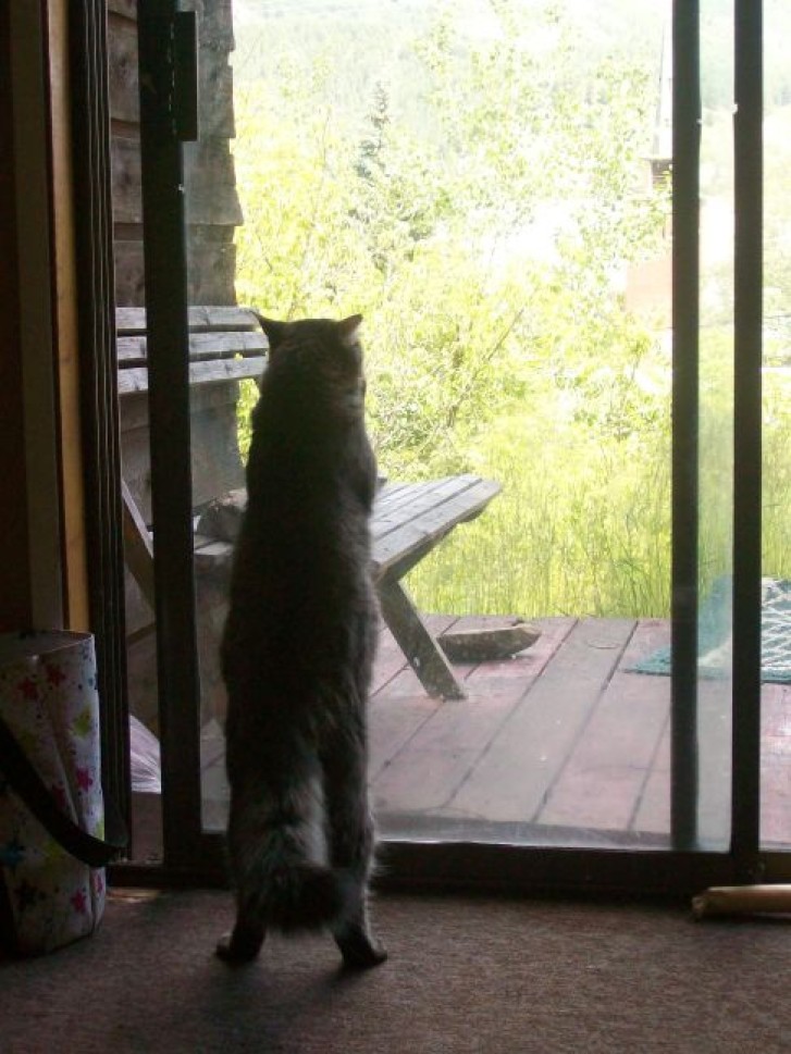 Picture of a cat / kitten / feline