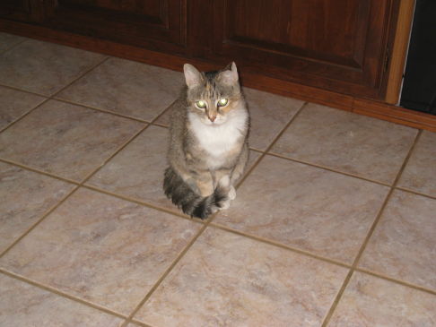 Picture of a cat / kitten / feline