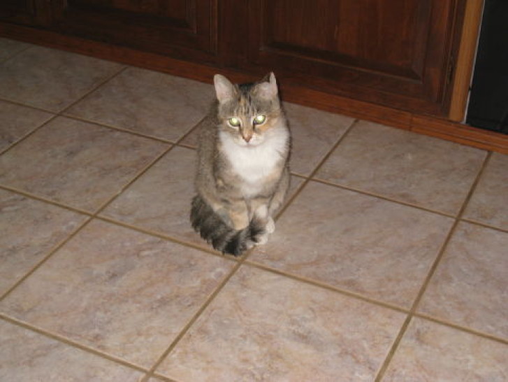 Picture of a cat / kitten / feline