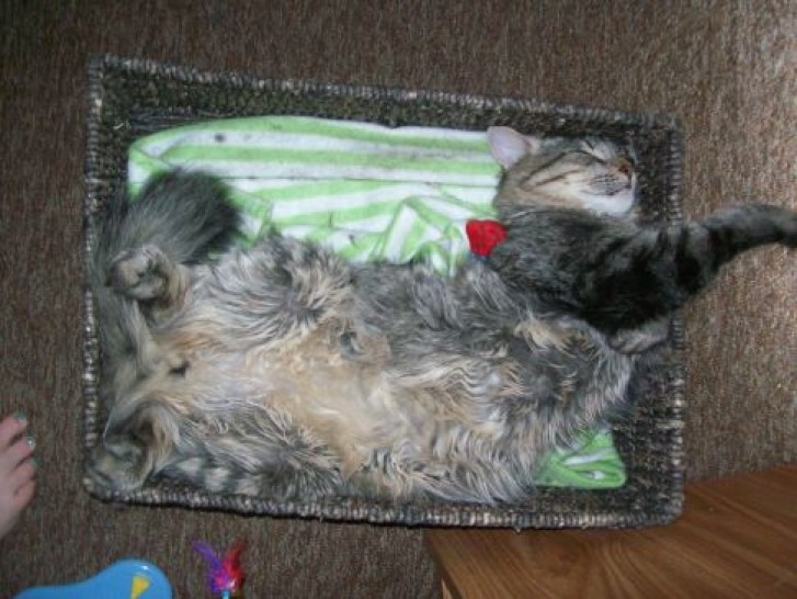 Picture of a cat / kitten / feline