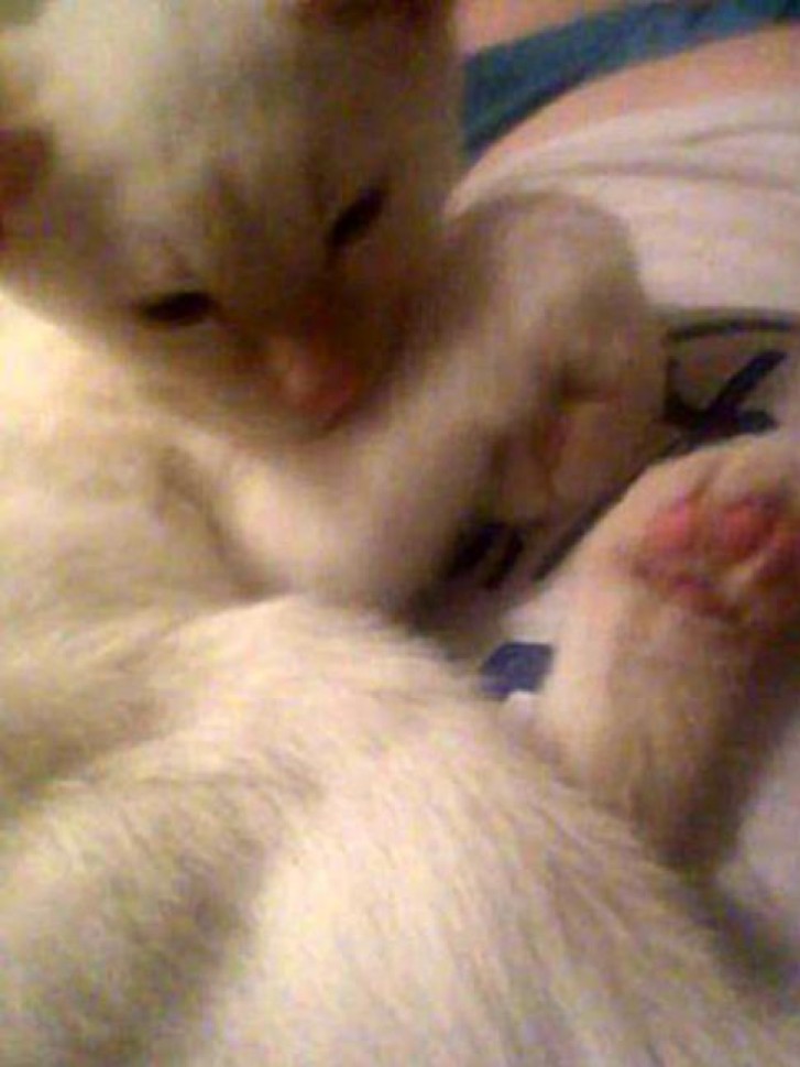 Picture of a cat / kitten / feline