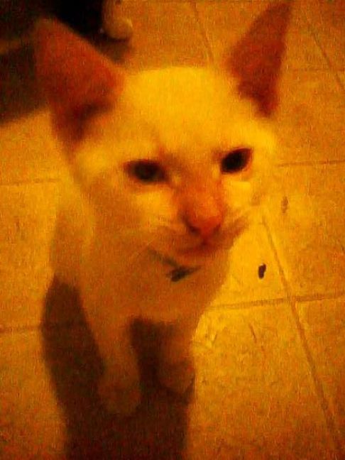 Picture of a cat / kitten / feline