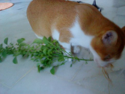 Picture of a cat / kitten / feline