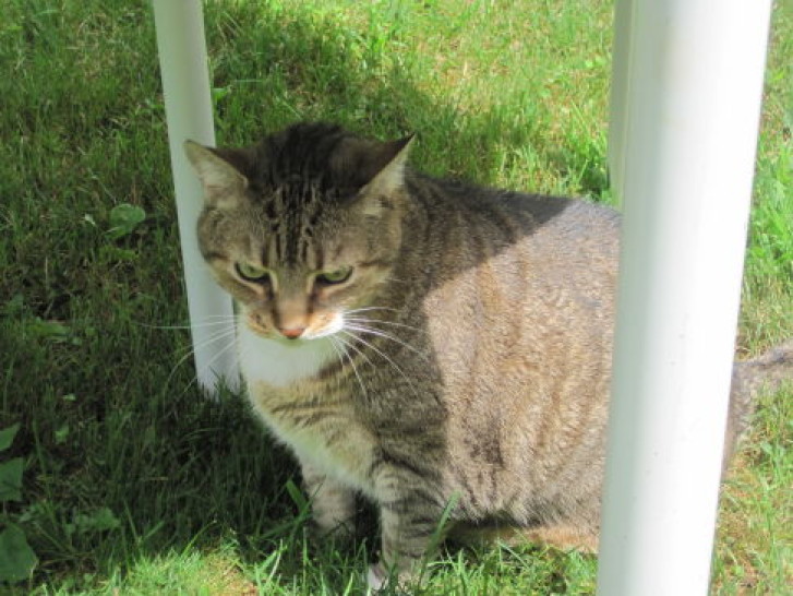 Picture of a cat / kitten / feline