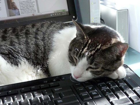 Picture of a cat / kitten / feline