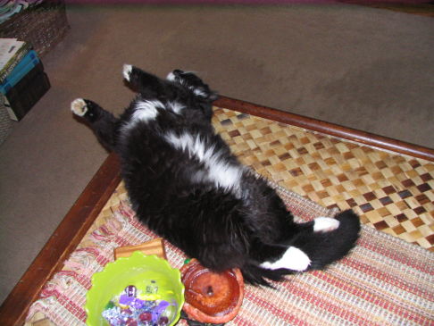 Picture of a cat / kitten / feline