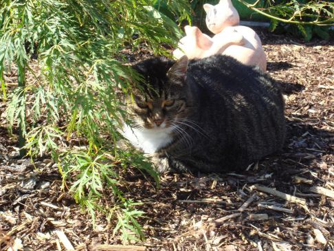 Picture of a cat / kitten / feline