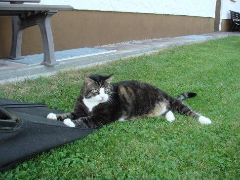 Picture of a cat / kitten / feline