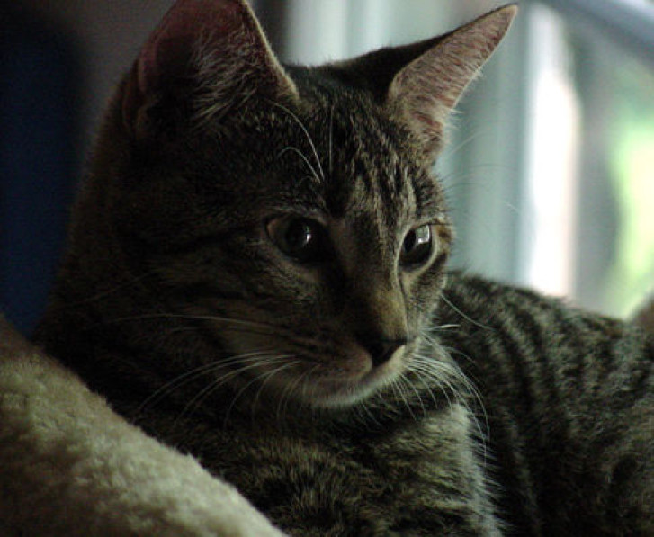 Picture of a cat / kitten / feline