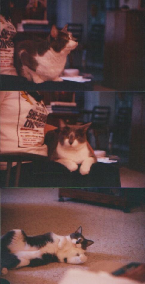 Picture of a cat / kitten / feline