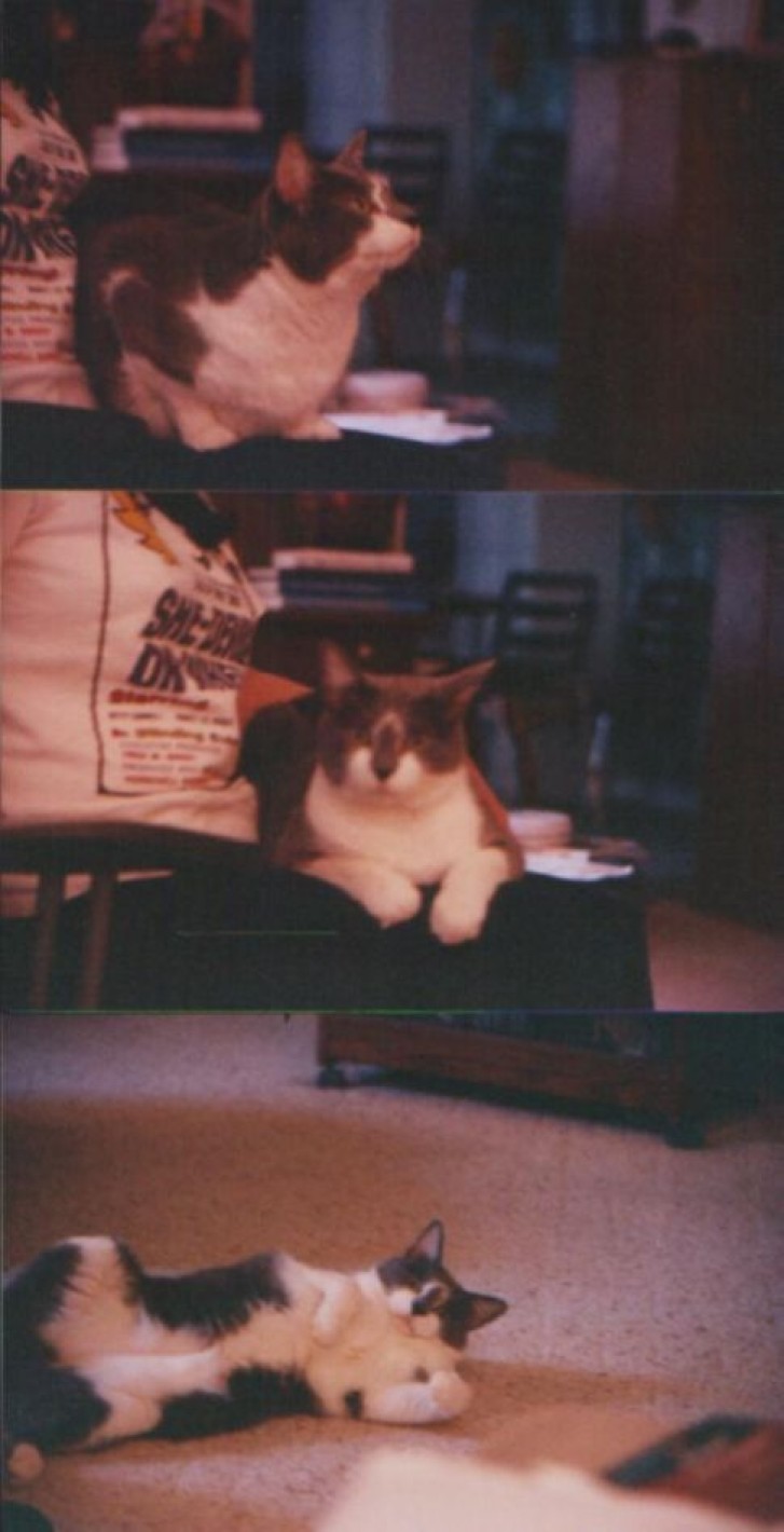 Picture of a cat / kitten / feline