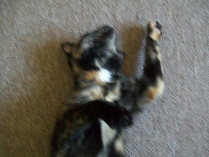 Picture of a cat / kitten / feline