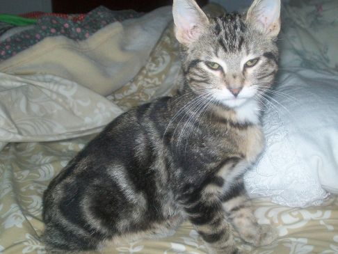 Picture of a cat / kitten / feline