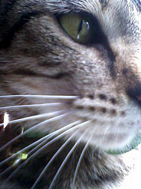 Picture of a cat / kitten / feline