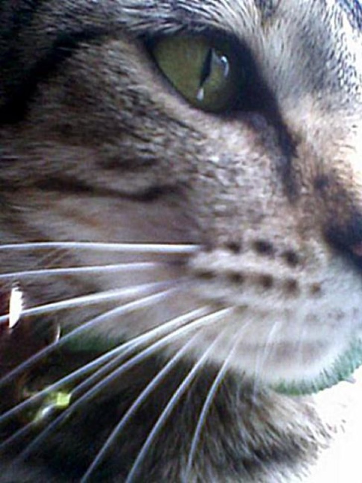 Picture of a cat / kitten / feline