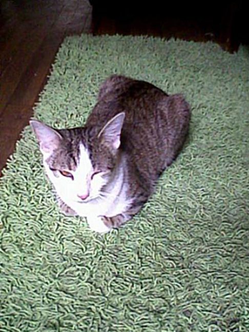 Picture of a cat / kitten / feline