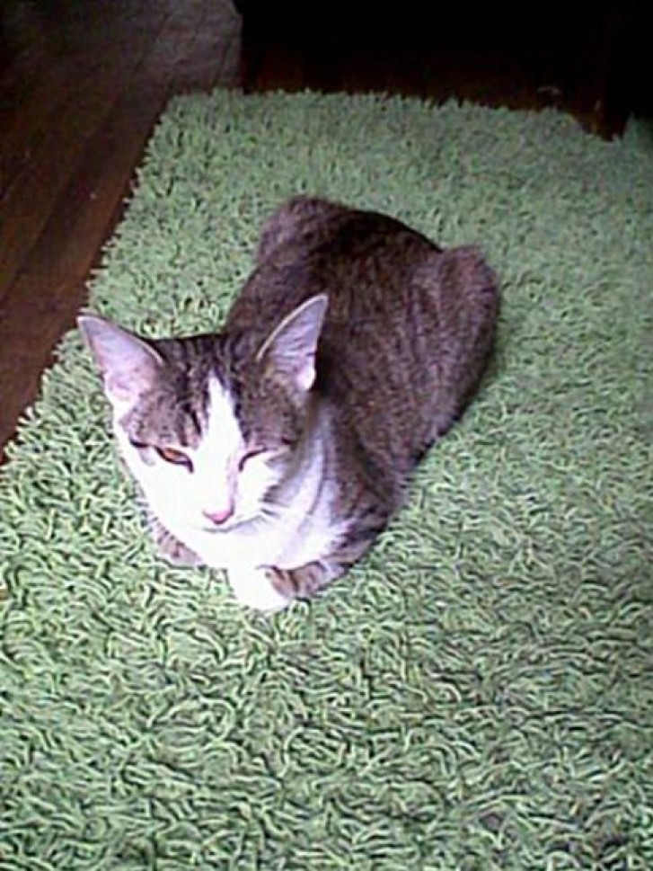 Picture of a cat / kitten / feline