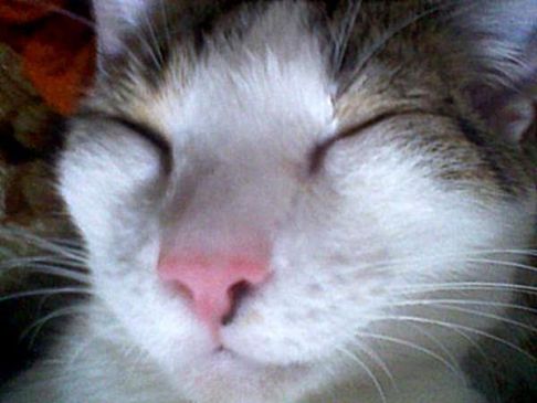 Picture of a cat / kitten / feline