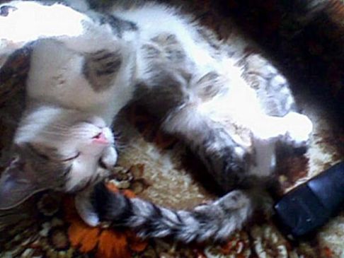 Picture of a cat / kitten / feline