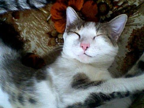 Picture of a cat / kitten / feline