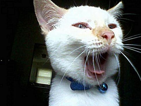 Picture of a cat / kitten / feline