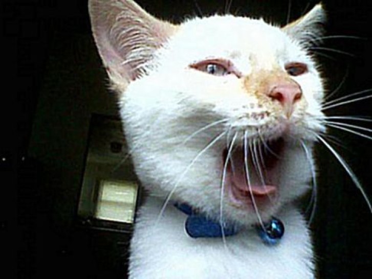 Picture of a cat / kitten / feline