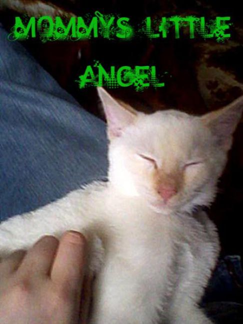 Picture of a cat / kitten / feline