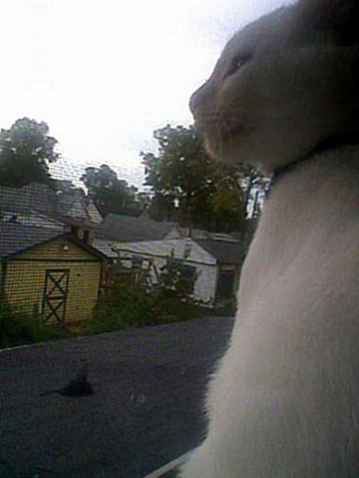 Picture of a cat / kitten / feline