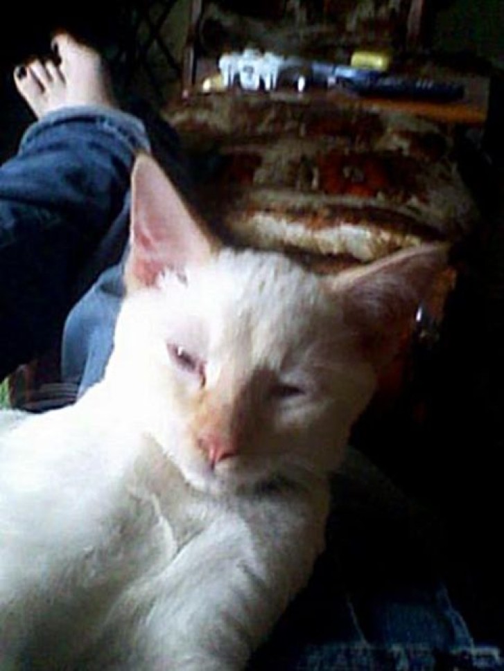 Picture of a cat / kitten / feline