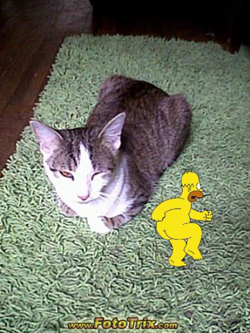 Picture of a cat / kitten / feline