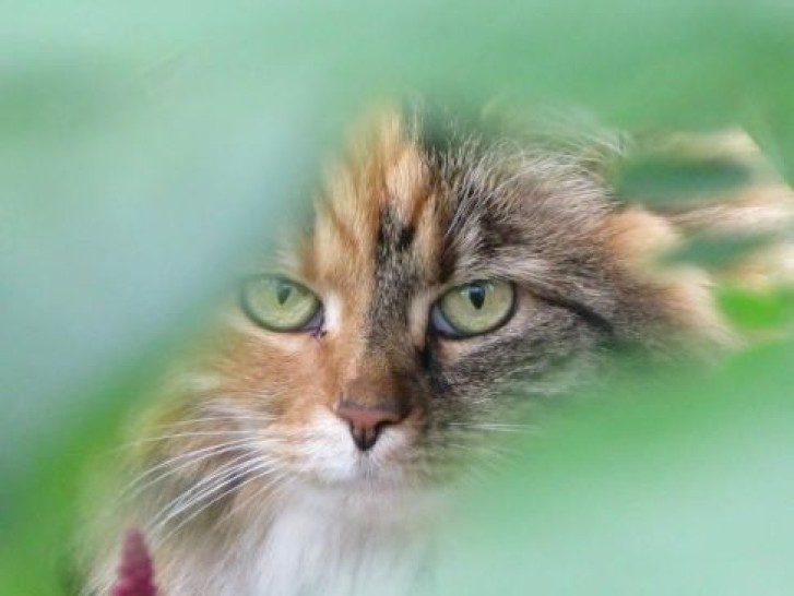 Picture of a cat / kitten / feline