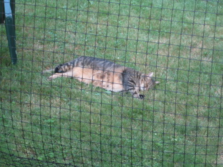 Picture of a cat / kitten / feline