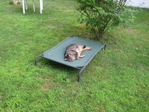 Picture of a cat / kitten / feline