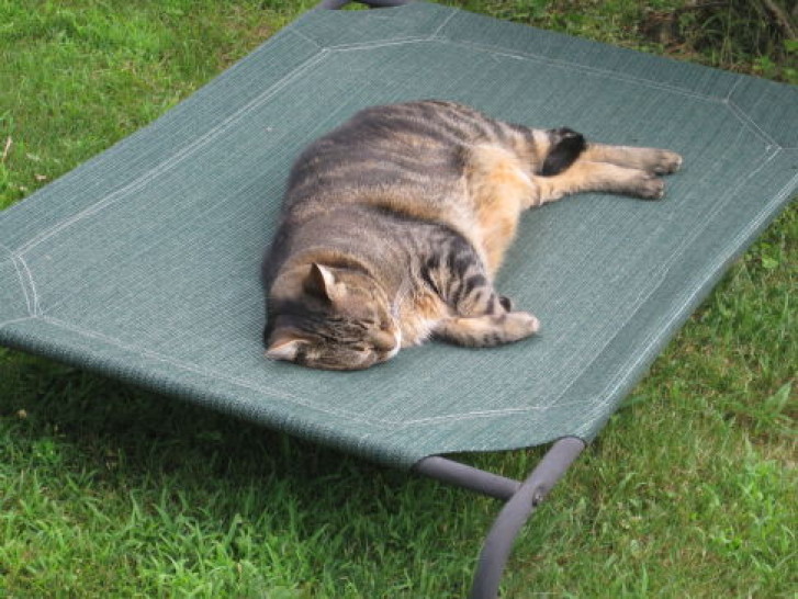 Picture of a cat / kitten / feline