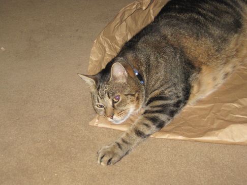 Picture of a cat / kitten / feline