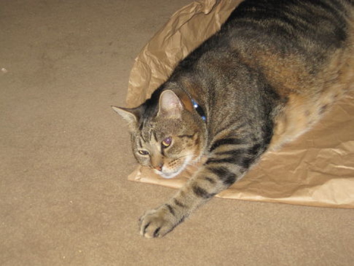 Picture of a cat / kitten / feline