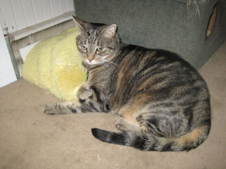 Picture of a cat / kitten / feline