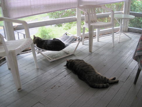 Picture of a cat / kitten / feline