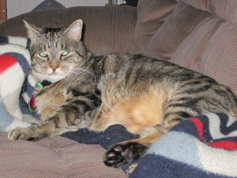 Picture of a cat / kitten / feline