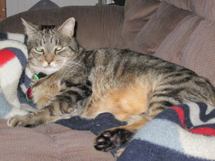 Picture of a cat / kitten / feline