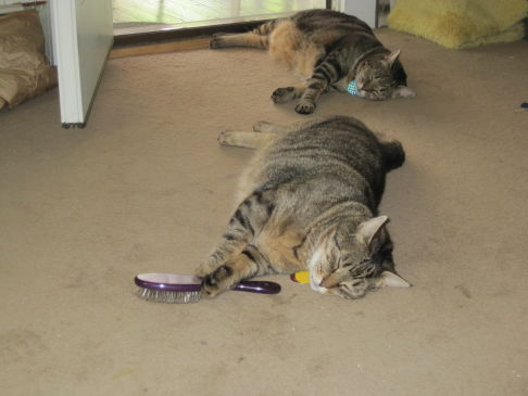 Picture of a cat / kitten / feline