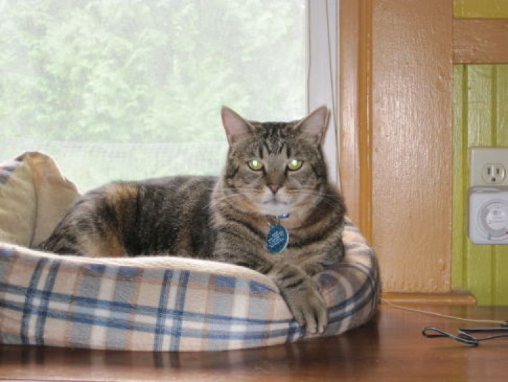 Picture of a cat / kitten / feline