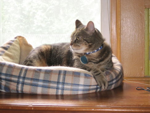 Picture of a cat / kitten / feline